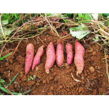 fresh sweet potato/ FRESH SWEET POTATO/ sweet potato power